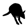 Pademelon Thylogale Jumping On a Front View Silhouette Found In Map Of Oceania. Good To Use For Element Print Book, Animal Book