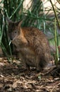 PADEMELON WALLABY thylogale billiardieri, AUSTRALIA