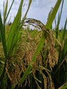 Padi bahan makanan rice grain Royalty Free Stock Photo