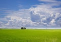 Padi field Royalty Free Stock Photo