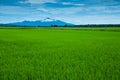 Padi Field Royalty Free Stock Photo