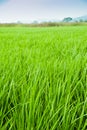 Padi Field Royalty Free Stock Photo