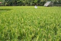 Padi field Royalty Free Stock Photo