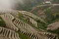 Padi Field at Long Jie Royalty Free Stock Photo