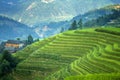 Padi Field at Long Jie Royalty Free Stock Photo