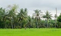 Padi Field Royalty Free Stock Photo