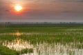 Padi Field sunrise Royalty Free Stock Photo