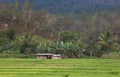 Hut in Padi field, Timor Leste Royalty Free Stock Photo