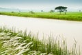 Padi Field and Water Canal Royalty Free Stock Photo