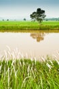 Padi Field and Water Canal Royalty Free Stock Photo