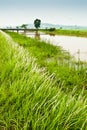 Padi Field and Water Canal Royalty Free Stock Photo