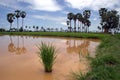 Padi rice fields Royalty Free Stock Photo