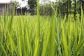 Padi rice fields Royalty Free Stock Photo