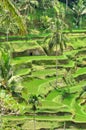 Padi Terrace, Bali, Indonesia - Local plantation of the layered rice terrace in Bali Island, Indonesia Royalty Free Stock Photo