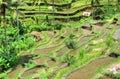Padi Terrace, Bali, Indonesia - Local plantation of the layered rice terrace in Bali Island, Indonesia Royalty Free Stock Photo