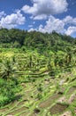 Padi Terrace, Bali, Indonesia - Local plantation of the layered rice terrace in Bali Island, Indonesia Royalty Free Stock Photo