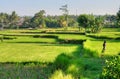 Padi Terrace, Bali, Indonesia - Local plantation of the layered rice terrace in Bali Island, Indonesia Royalty Free Stock Photo