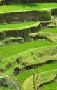 Padi Terrace, Bali, Indonesia - Local plantation of the layered rice terrace in Bali Island, Indonesia Royalty Free Stock Photo