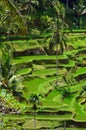 Padi Terrace, Bali, Indonesia - Local plantation of the layered rice terrace in Bali Island, Indonesia Royalty Free Stock Photo