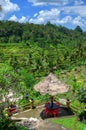 Padi Terrace, Bali, Indonesia - Local plantation of the layered rice terrace in Bali Island, Indonesia Royalty Free Stock Photo