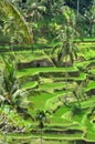 Padi Terrace, Bali, Indonesia - Local plantation of the layered rice terrace in Bali Island, Indonesia Royalty Free Stock Photo