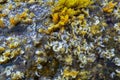 Padina pavonica, A complex of green, brown and red algae on coastal rocks on the island of Gozo, Malta Royalty Free Stock Photo