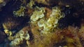 Padina pavonica, .Phaeophyceae is a brown alga found in Atlantic Ocean and the Mediterranean sea. Crimea, Black Sea