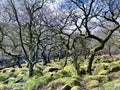 Padley Gorge Ancient Forest in Derbyshire