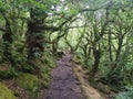 Padley Gorge, an ancient woodland in the Peak District, Northern England