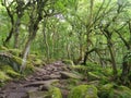 Padley Gorge, an ancient woodland in the Peak District, Northern England