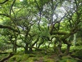 Padley Gorge, an ancient woodland in the Peak District, Northern England