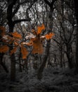 Padley Gorge, colours in this beautiful wooded valley in the Derbyshire Peak District, UK