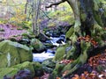 Padley Gorge, Derbyshire.