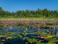 Padling through the water lilies on the Saimaa lake in the Kolovesi National Park in Finland - 1 Royalty Free Stock Photo