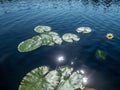 Padling through the water lilies on the Saimaa lake in the Kolovesi National Park in Finland - 7 Royalty Free Stock Photo