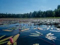 Padling through the water lilies on the Saimaa lake in the Kolovesi National Park in Finland - 2 Royalty Free Stock Photo