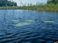 Padling through the water reeds on the Saimaa lake in the Kolovesi National Park in Finland - 1 Royalty Free Stock Photo