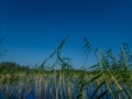 Padling through the water reeds on the Saimaa lake in the Kolovesi National Park in Finland - 2 Royalty Free Stock Photo