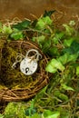 Padlock in nest Royalty Free Stock Photo