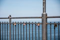 Padlocks on the railings at the pier in Miedzyzdroje. poland