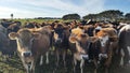 Padock of cows yearlings in New Zealand Royalty Free Stock Photo