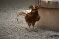 A Padovana Chicken Royalty Free Stock Photo