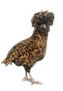 Padovana chicken in studio Royalty Free Stock Photo
