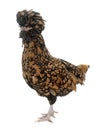 Padovana chicken in studio Royalty Free Stock Photo