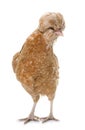 Padovana chicken in studio Royalty Free Stock Photo