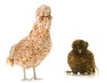 Padovana chicken in studio Royalty Free Stock Photo