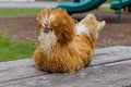 Padovana cute chicken lying on wooden table