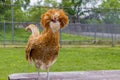 Padovana cute chicken standing on wooden table