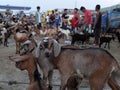 Asian Livestock market scene. Goats for sale in Padre Garcia Livestock Auction Market, Batangas, Philippines