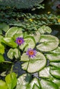 Padua, Italy - Water lilies in the botanical garden Royalty Free Stock Photo